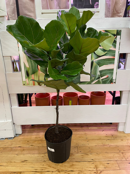 Ficus Lyrata ‘Fiddle Leaf Fig’