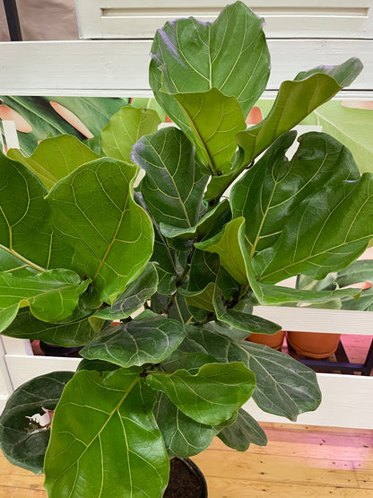 Ficus Lyrata ‘Fiddle Leaf Fig’